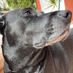 Fundraising Page: Brandy Gomes